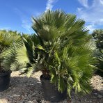 Palmička nízka (Chamaerops Humilis) ´VULCANO´ - výška 140-150 cm, kont. C130L/C160L - VIACKMENNÁ - EXEMLPÁR (-15°C)